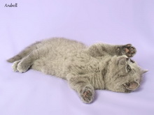 Голубая британская короткошерстная кошка. Девочка / female