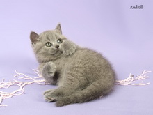 Голубая британская короткошерстная кошка. Девочка / female