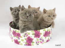 Британские лиловые и голубые котята от пары ECH, UW Violet Urfin и Ch WCF Helen Star Ignata Verdi