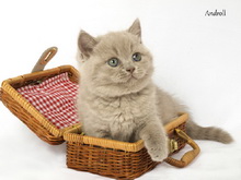 Лиловая британская короткошерстная кошка. Девочка / female