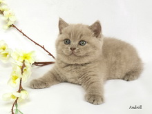 Лиловая британская короткошерстная кошка. Девочка / female
