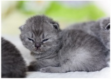 Albert - Голубой британский короткошерстный котенок. Мальчик / male