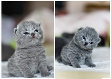 Albus - Голубой британский короткошерстный котенок. Мальчик / male