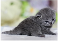 Ashut - Голубой британский короткошерстный котенок. Мальчик / male