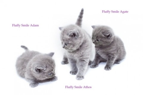 Британские короткошерстные котята Fluffy Smile