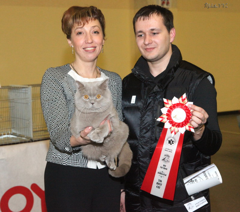Британский лиловый кот на выставке RUI Cat Show – Харьков – 12-13 марта 2011 г.