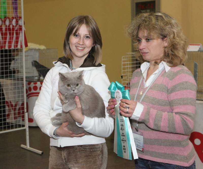 Британский лиловый кот на выставке RUI Cat Show – Харьков – 12-13 марта 2011 г.