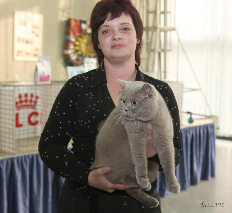 Британский лиловый кот на выставке RUI Cat Show – Киев – 14-15 мая 2011 г.
